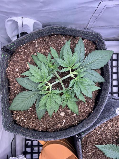 Guava Auto RF3. Week 3