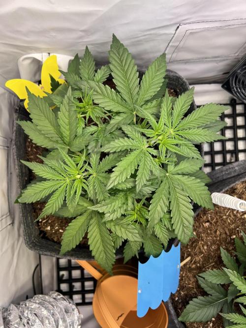 Guava RF3 Living Soil. Week 3 - #2 Day 20