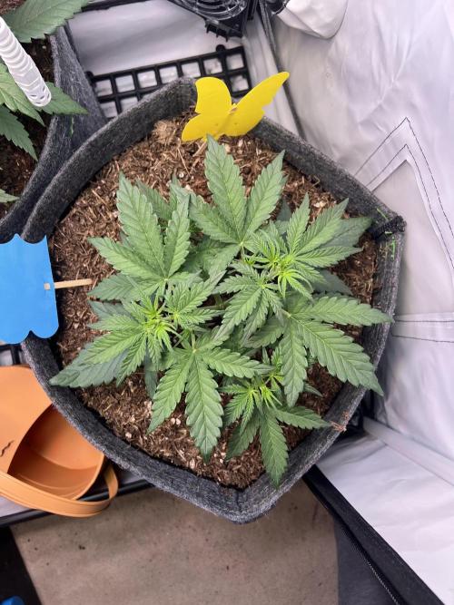 Guava Auto RF3. Week 3