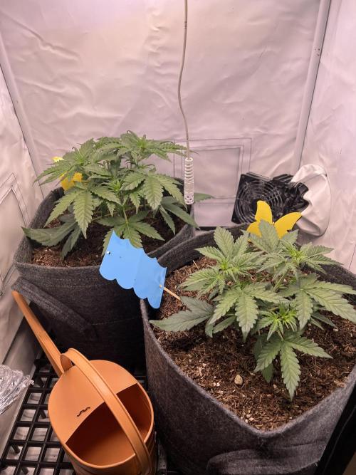 Guava RF3 Living Soil. Week 3 - Day 20