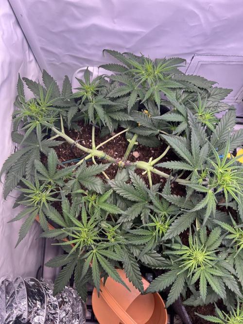 Guava Auto RF3. Week 4
