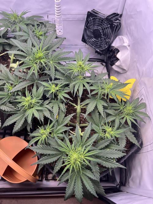 Guava RF3 Living Soil. Week 4 - #1 Day 27