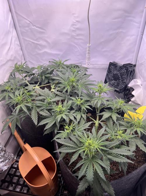 Guava RF3 Living Soil. Week 4 - Day 27