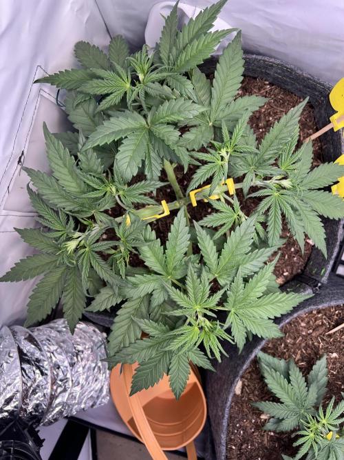 Guava RF3 Living Soil. Week 4 - #2 Day 22