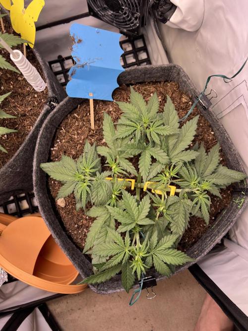 Guava RF3 Living Soil. Week 4 - #1 Day 22