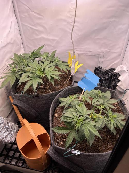 Guava RF3 Living Soil. Week 4 - Day 22