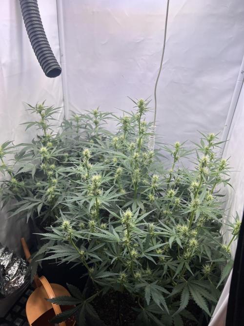 Guava RF3 Living Soil. Week 5 - Day 35