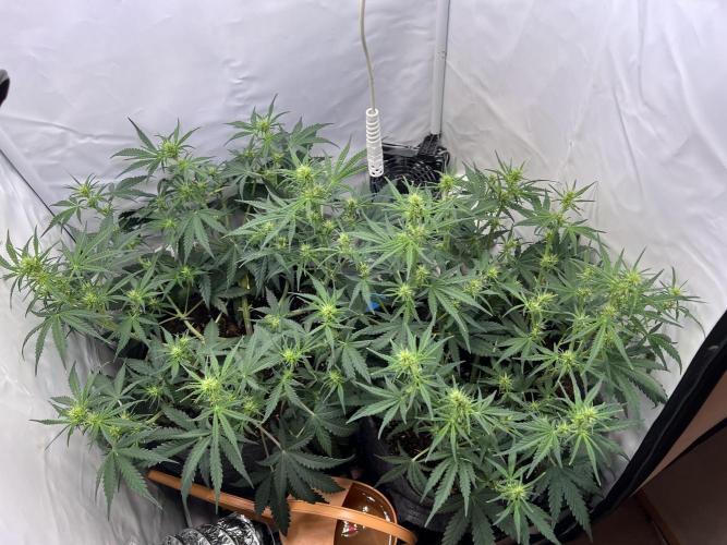 Guava RF3 Living Soil. Week 5 - Day 32
