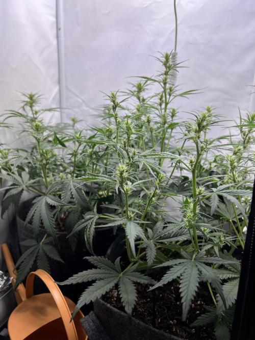 Guava RF3 Living Soil. Week 5 - Day 32