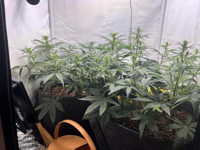 Guava RF3 Living Soil. Week 5 - Day 30