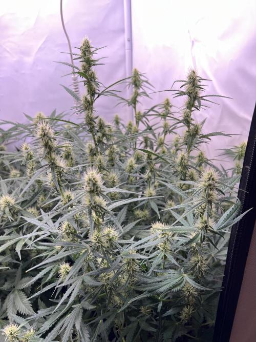 Guava RF3 Living Soil. Week 6 - #1 Day 42