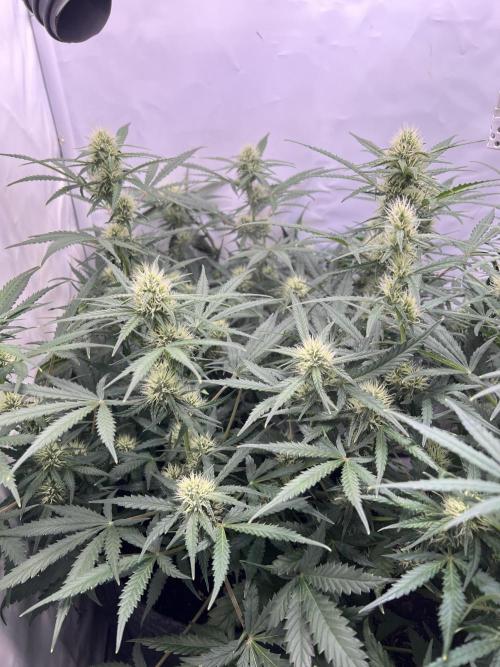 Guava Auto RF3. Week 6
