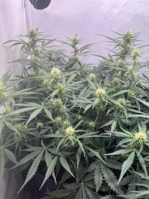 Guava RF3 Living Soil. Week 6 - #1 Day 38