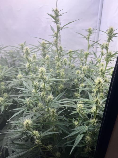 Guava RF3 Living Soil. Week 6 - #1 Day 38