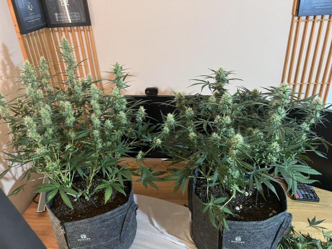 Guava RF3 Living Soil. Week 7 - Day 44