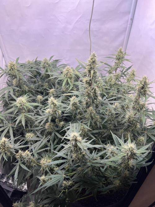 Guava RF3 Living Soil. Week 7 - Day 48