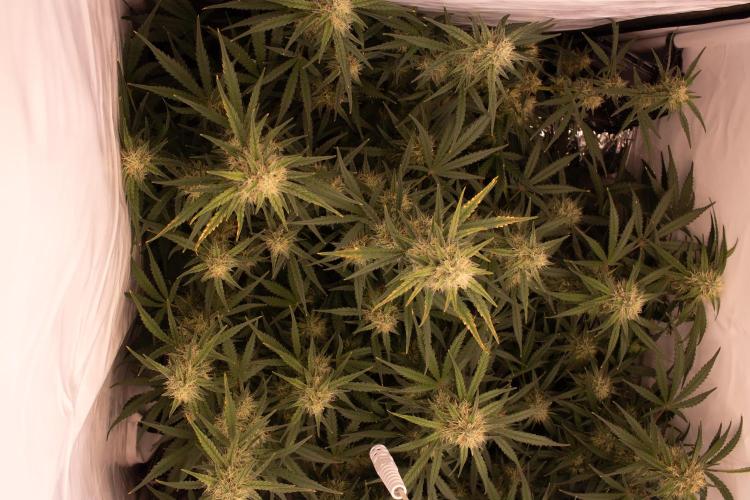 Guava RF3 Living Soil. Week 7 - Day 48