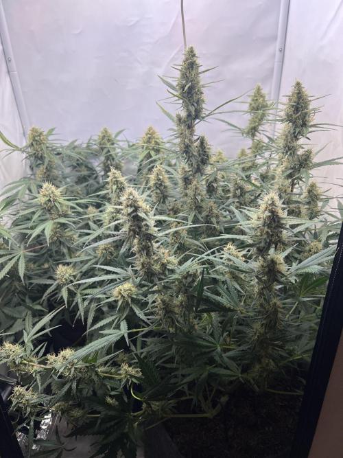 Guava RF3 Living Soil. Week 8 - Day 52