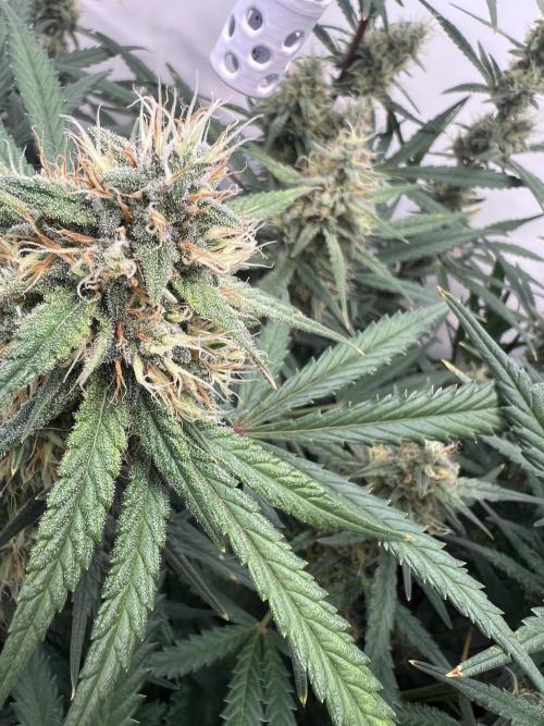 Guava RF3 Living Soil. Week 8 - Day 52