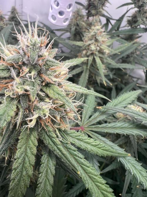 Guava RF3 Living Soil. Week 8 - Day 55