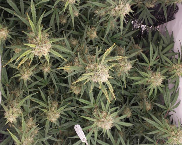 Guava RF3 Living Soil. Week 8 - Day 55