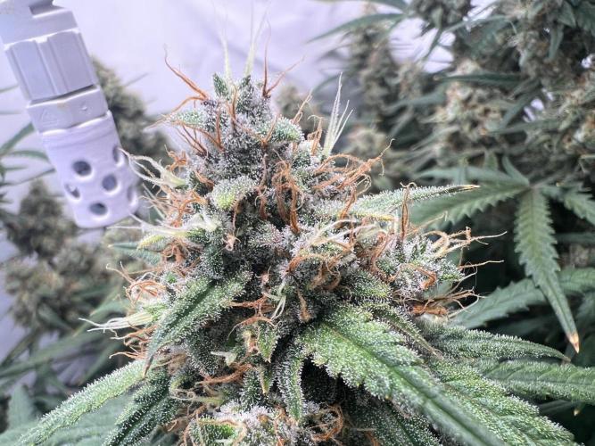 Guava RF3 Living Soil. Week 9 - Day 63