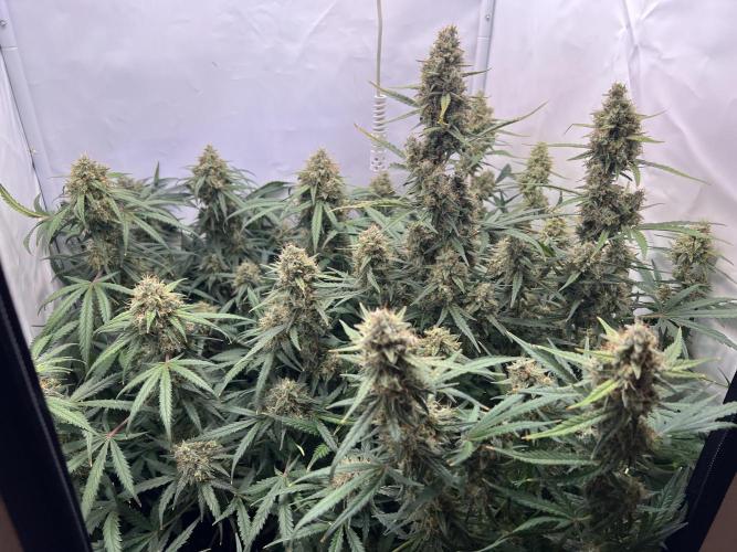 Guava RF3 Living Soil. Week 9 - Day 63