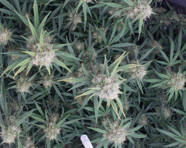 Guava Auto RF3. Week 9