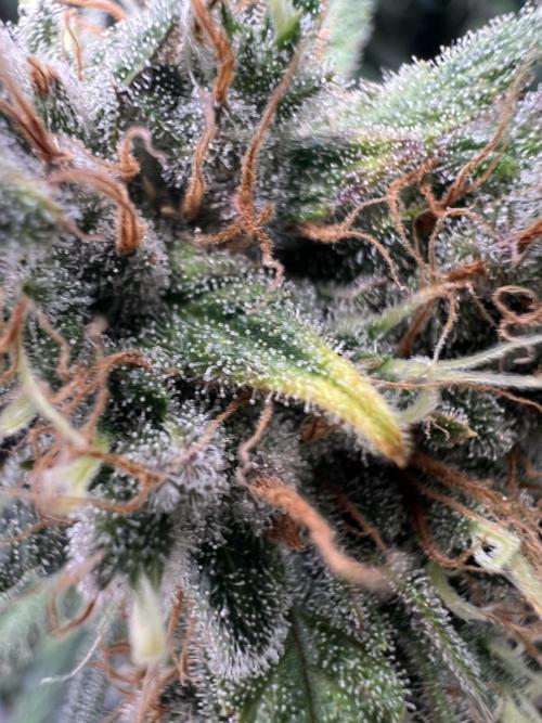 Guava RF3 Living Soil. Week 10 - Day 69