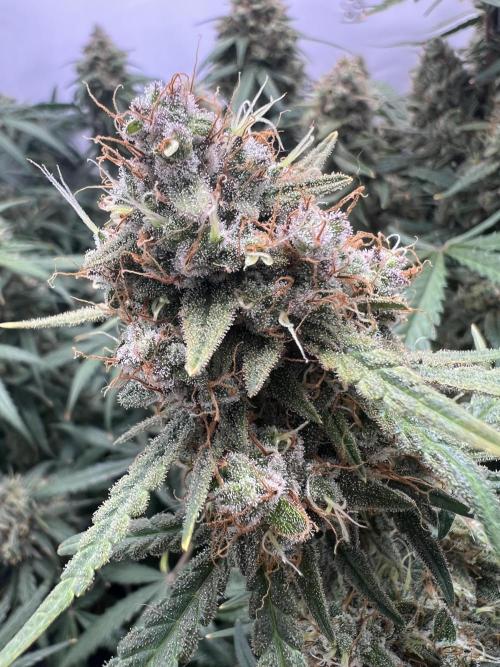 Guava RF3 Living Soil. Week 10 - Day 69