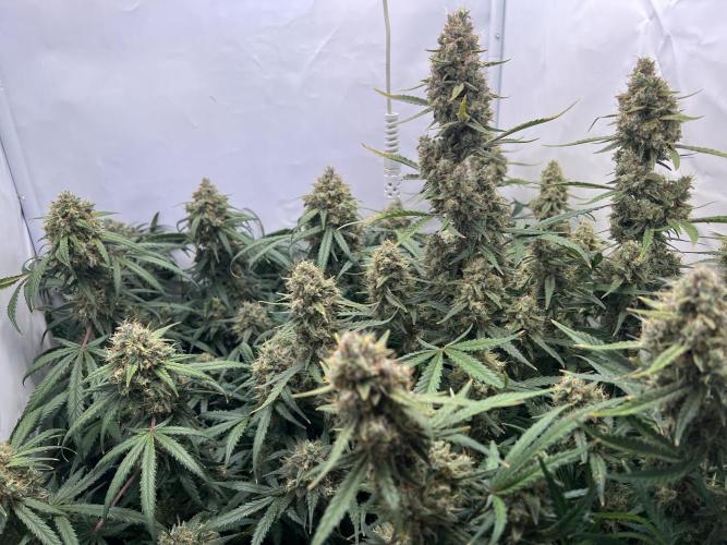Guava RF3 Living Soil. Week 10 - Day 69