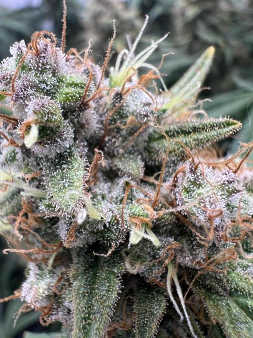 Guava RF3 Living Soil. Week 10 - Day 69