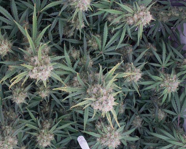 Guava Auto RF3. Week 10