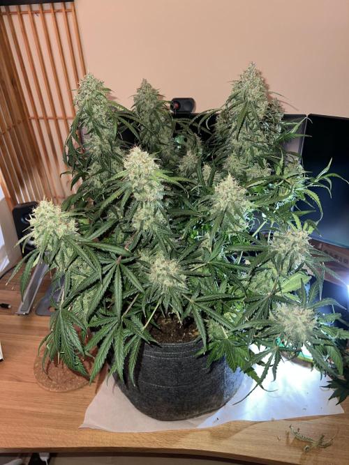 Guava RF3 Living Soil. Week 11 - Day 76