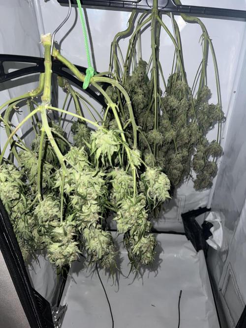 Guava RF3 Living Soil. Week 11 - Day 76