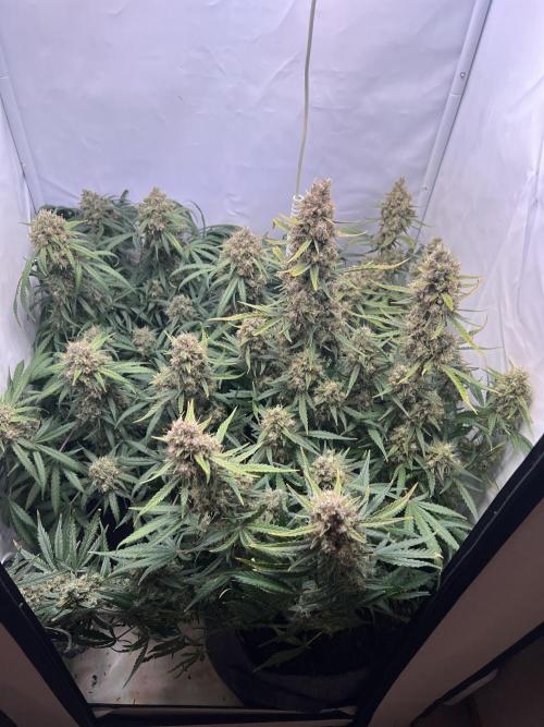Guava RF3 Living Soil. Week 11 - Day 76