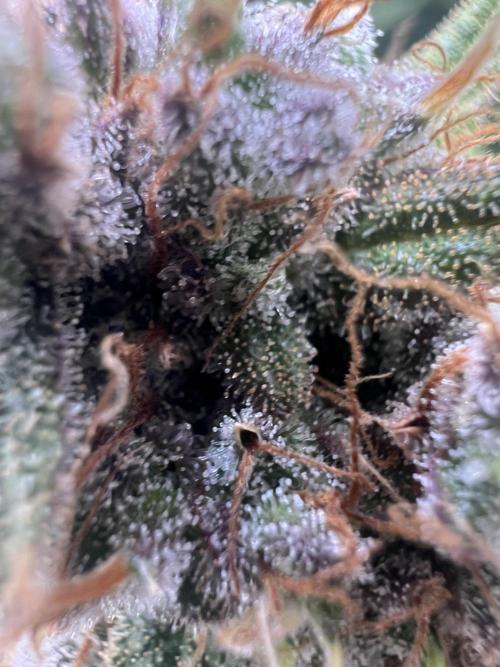 Guava RF3 Living Soil. Week 11 - Day 76