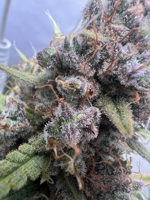 Guava RF3 Living Soil. Week 11 - Day 76