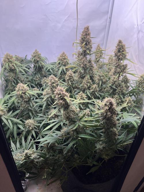 Guava RF3 Living Soil. Week 11 - Day 76
