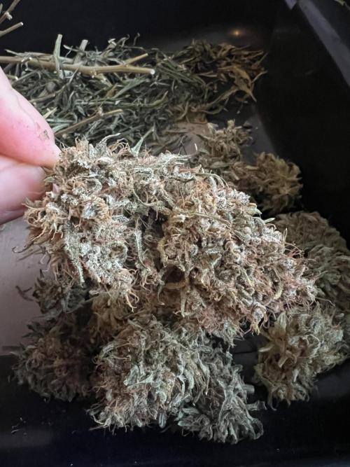Guava RF3 Living Soil. Week 12
