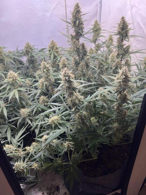 Guava RF3 Living Soil. Week 8 - Day 55