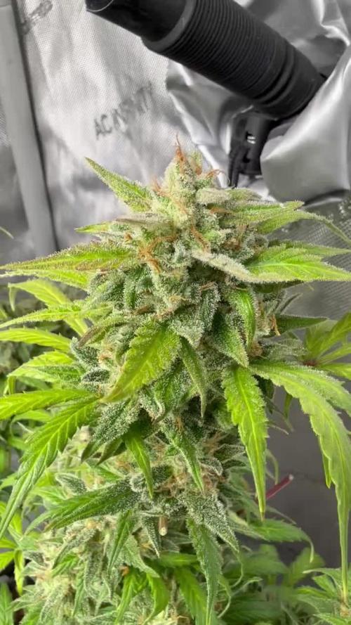 Doja - CHERRY LIMEADE - // Kings Juice Auto