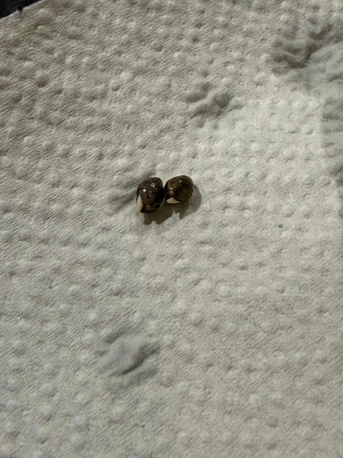 Blue Auto Mazar 2nd try. Week 0 - Roots after 3-4 days in a glass og water