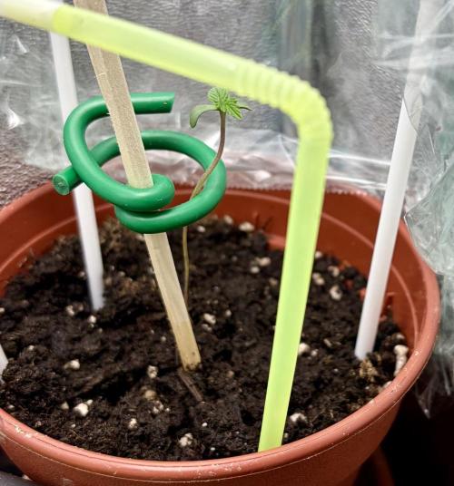 Blue Auto Mazar 2nd try. Week 1 - Day 6 extra plant