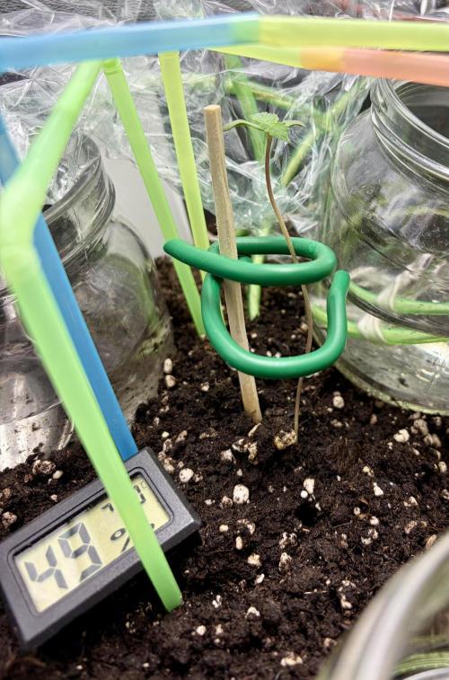 Blue Auto Mazar 2nd try. Week 1 - Day 6