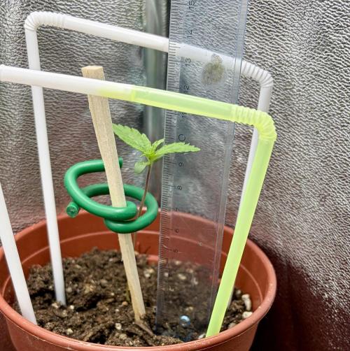 Blue Auto Mazar 2nd try. Week 1 - Day 8 extra plant