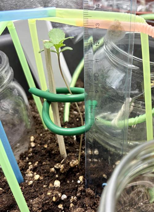 Blue Auto Mazar 2nd try. Week 1 - Day 8