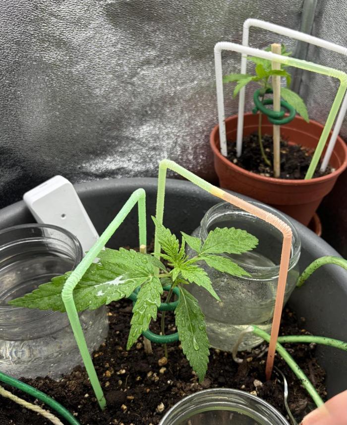 Blue Auto Mazar 2nd try. Week 2 - Day 15