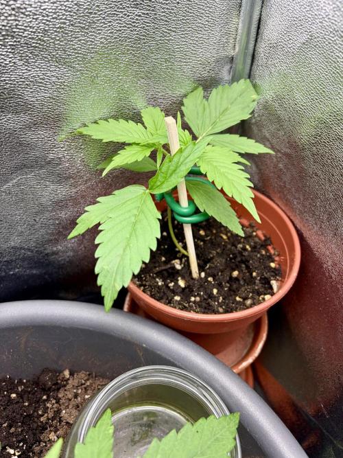 Blue Auto Mazar 2nd try. Week 3 - Day 18