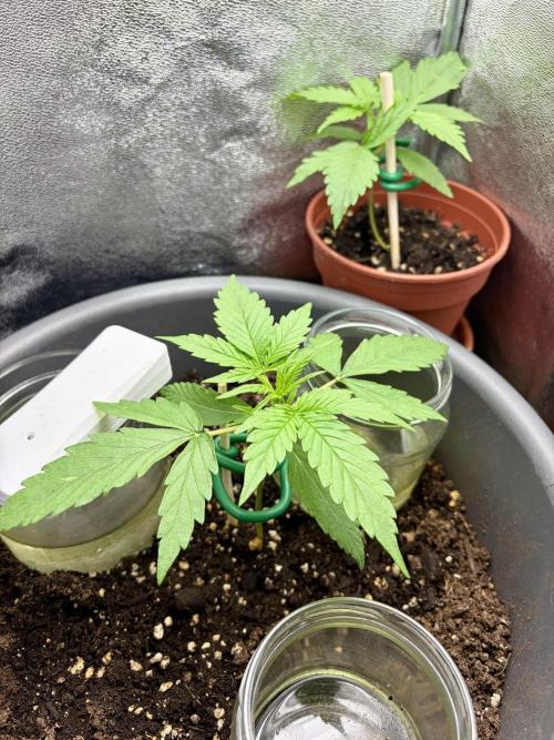 Blue Auto Mazar 2nd try. Week 3 - Day 18